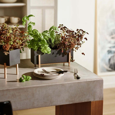 Botanic Collection - OUTLET